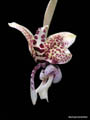 stanhopea spec