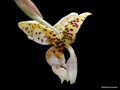 stanhopea maculosa