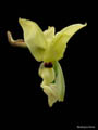 stanhopea lietzei