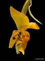 stanhopea posadae