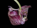 coryanthes rudkisii