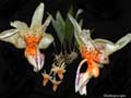 stanhopea spec