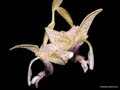 stanhopea platyceras