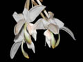 stanhopea candida