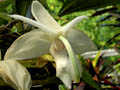 stanhopea grandiflora