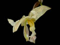 stanhopea panamensis