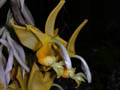 stanhopea spec